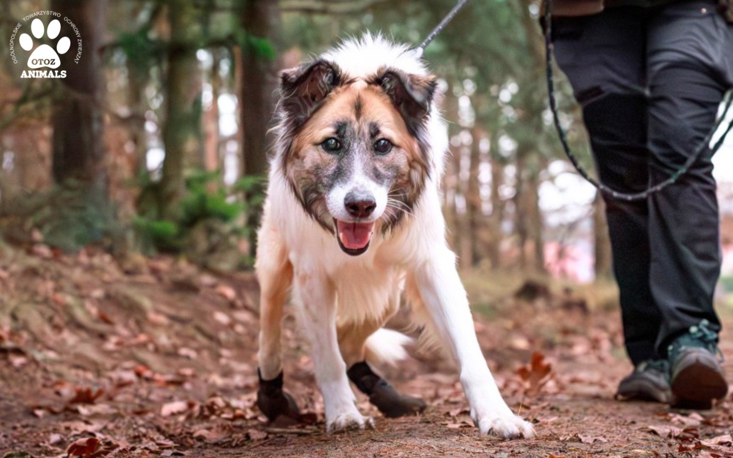 Pies w lesie, radosny i pełen energii.