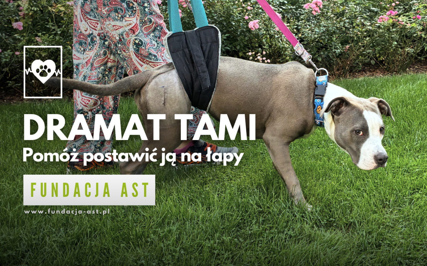 
        Dramat Tami - pomóż postawić ją na łapy.
    