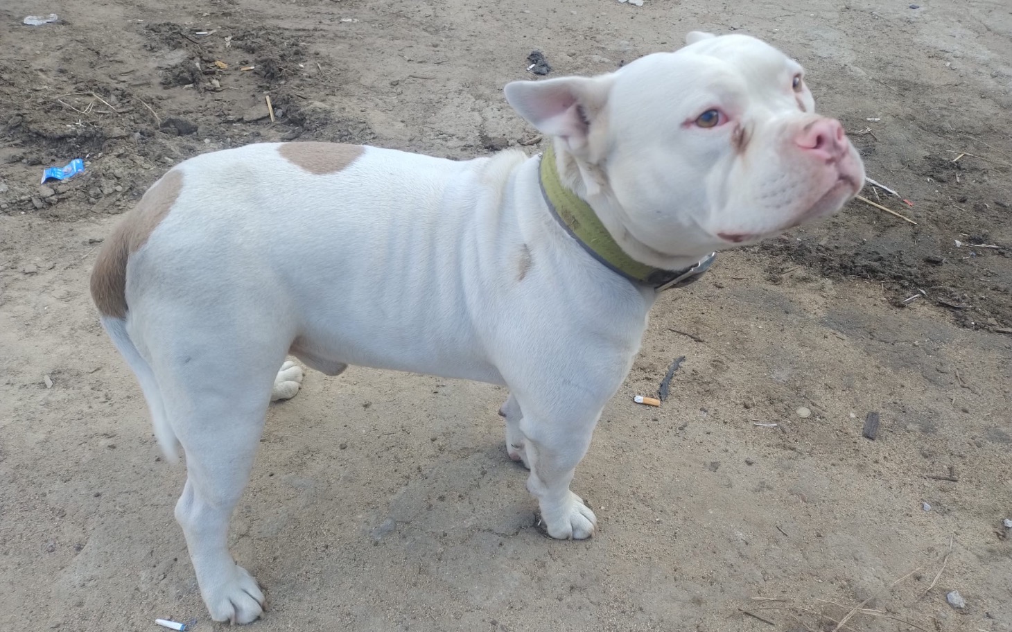 
        Biały pies z brązowymi łatami stoi na ziemi.
    