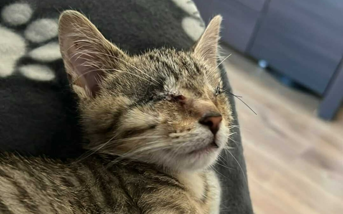 
        Kotek z uszkodzoną twarzą, leżący na poduszce.
    