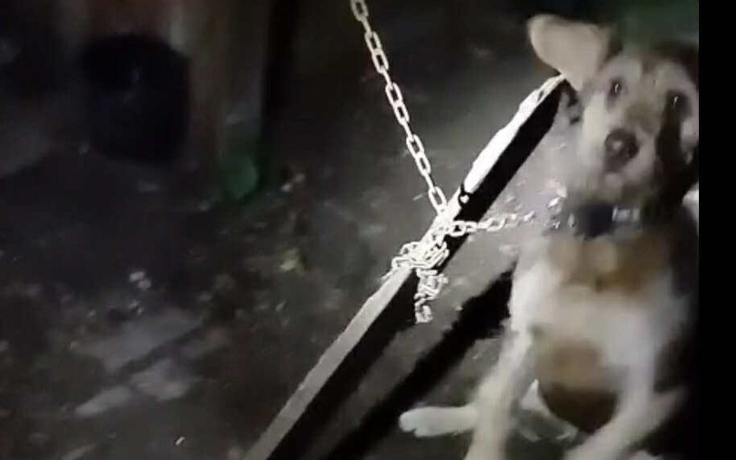 
        Pies na łańcuchu, wyglądający na zmartwionego w ciemności.
    