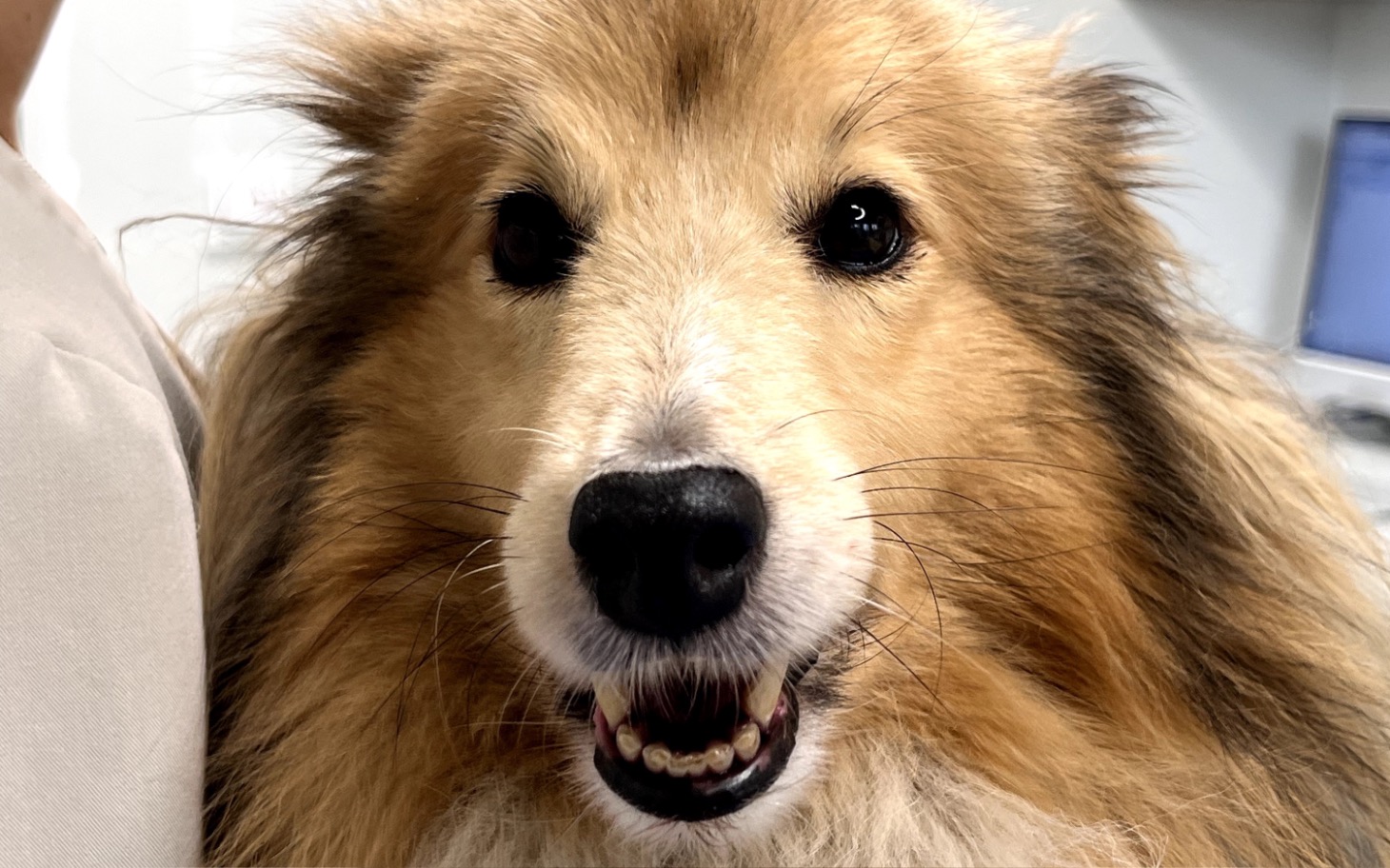 
        Szczęśliwy pies rasy collie z uśmiechem.
    