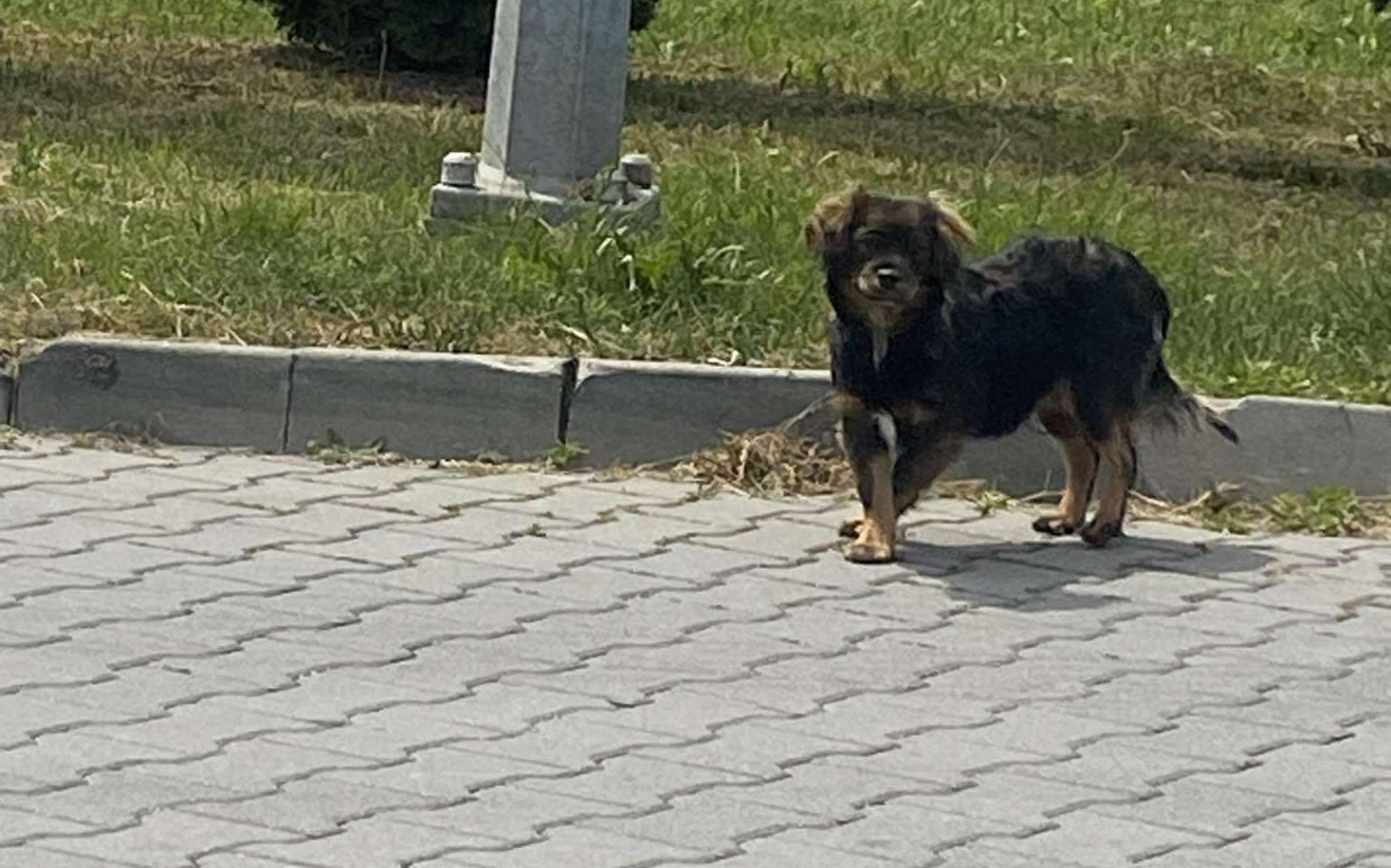 
        Pies spacerujący po chodniku w słoneczny dzień.
    
