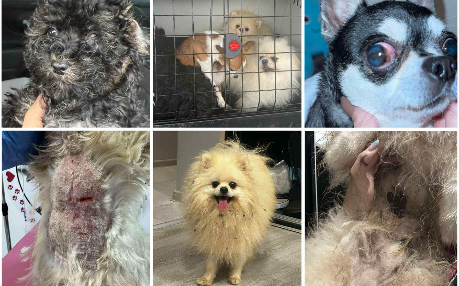 
        Kolaż zdjęć psów, pokazujący ich różnorodność i urok.
    