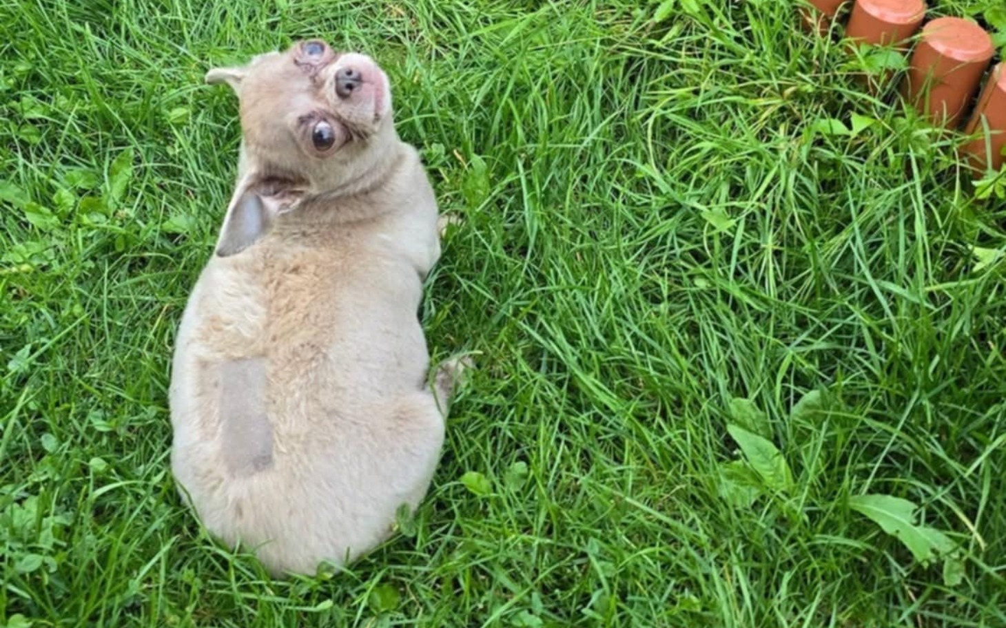 
        Pies leżący na trawie, patrzący w stronę obiektywu.
    