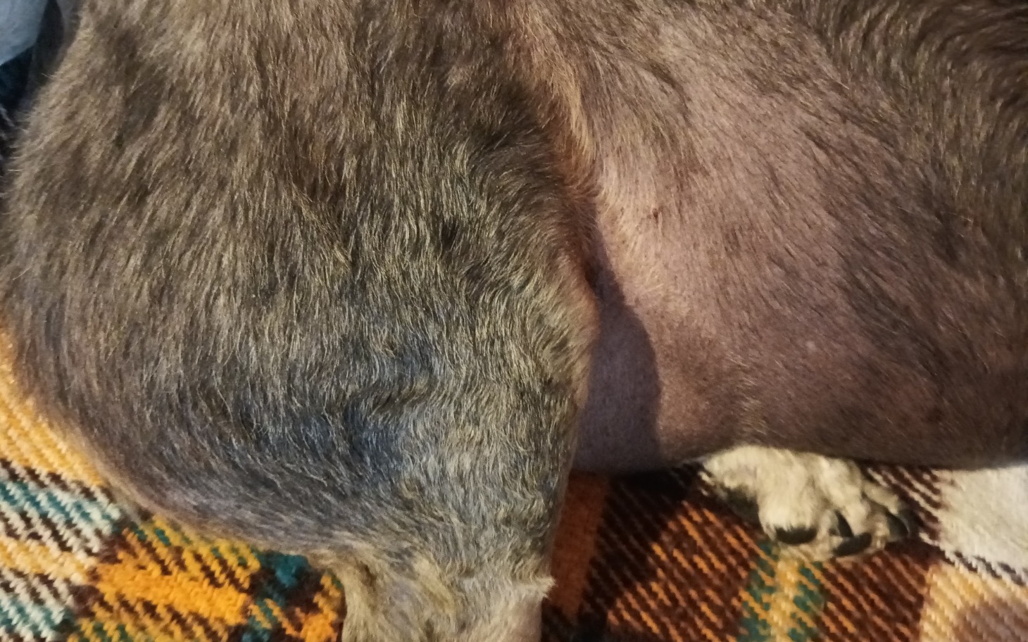 
        Zwierzę leży na kocu, widoczna sierść i łapa.
    