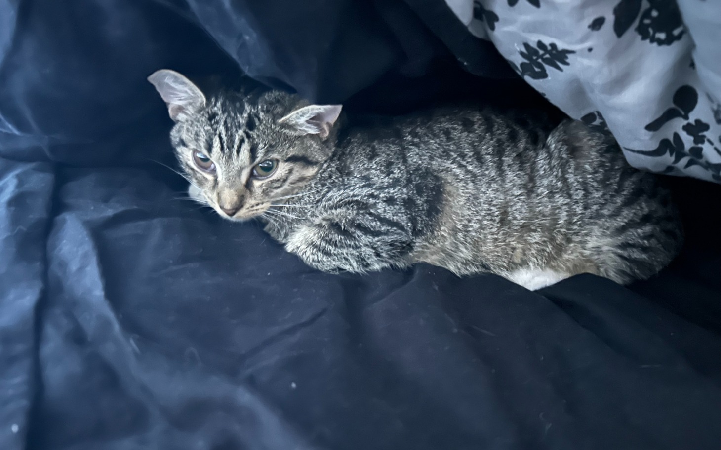 
        Mały kotek schowany pod kocem.
    