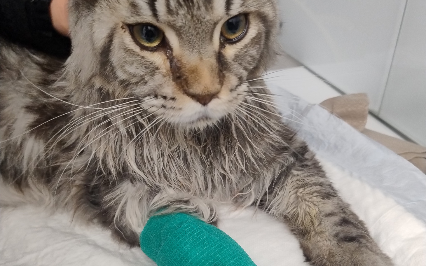 
        Kot z opatrunkiem na łapie, wygląda na zmartwionego.
    