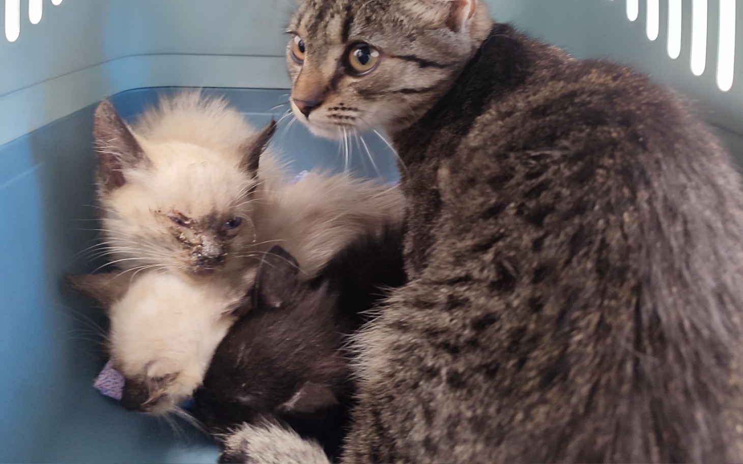 
        Koty w transporterze, jeden z nich z uszkodzoną głową.
    