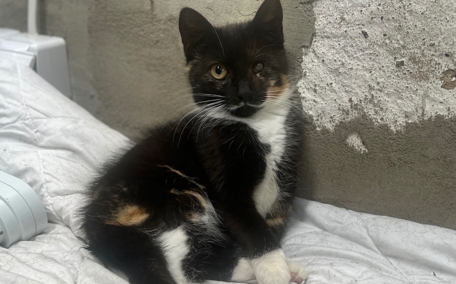 
        Kotek siedzący na białym kocu, z ciekawym spojrzeniem.
    