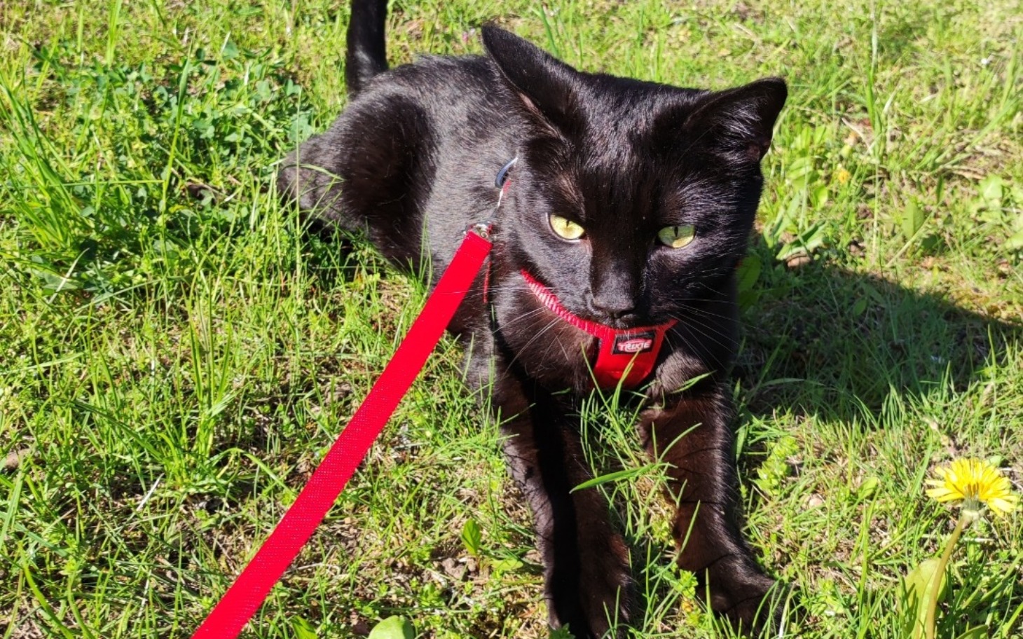 
        Czarny kot na smyczy, leżący na trawie w słoneczny dzień.
    