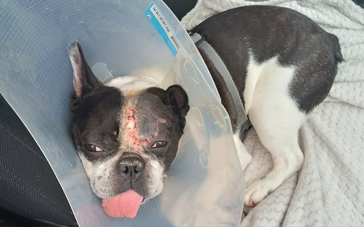 
        Zbiórka Spaiki Buldorzek prosi o pomoc - zdjęcie główne
    