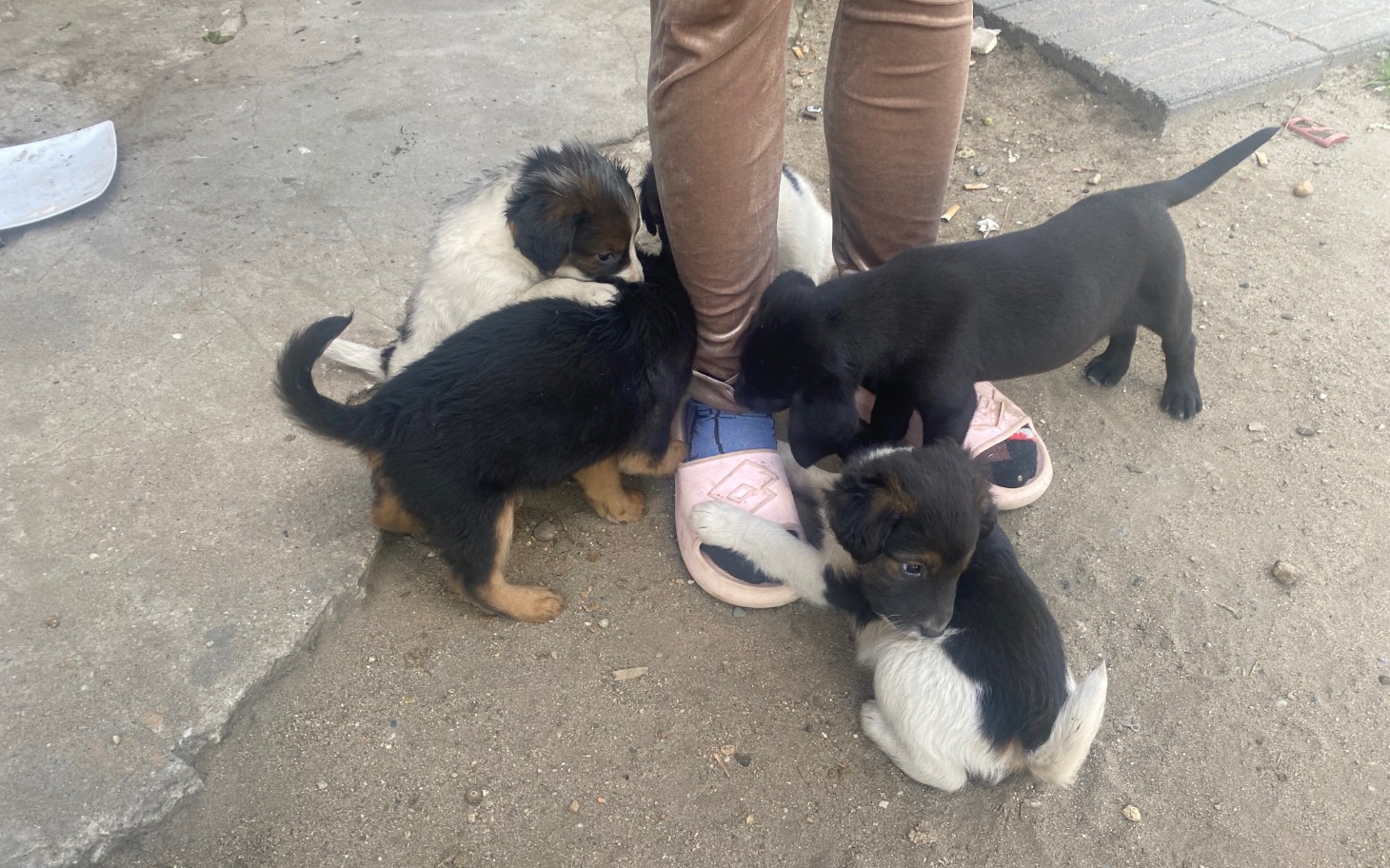 
        Szczeniaki bawiące się przy nogach człowieka.
    