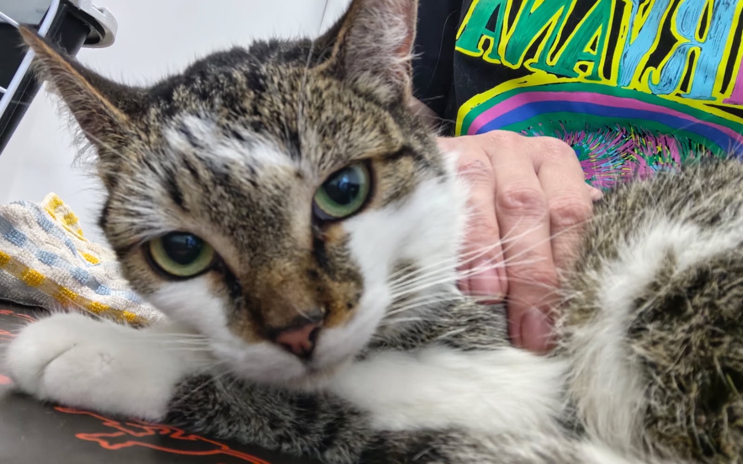 Kot leżący na stole, z wyrazem ciekawości.