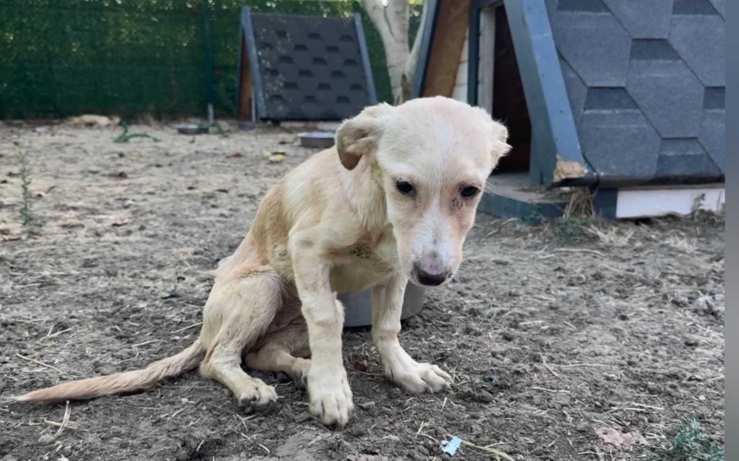 
        Mały piesek siedzący na ziemi, wygląda na smutnego.
    
