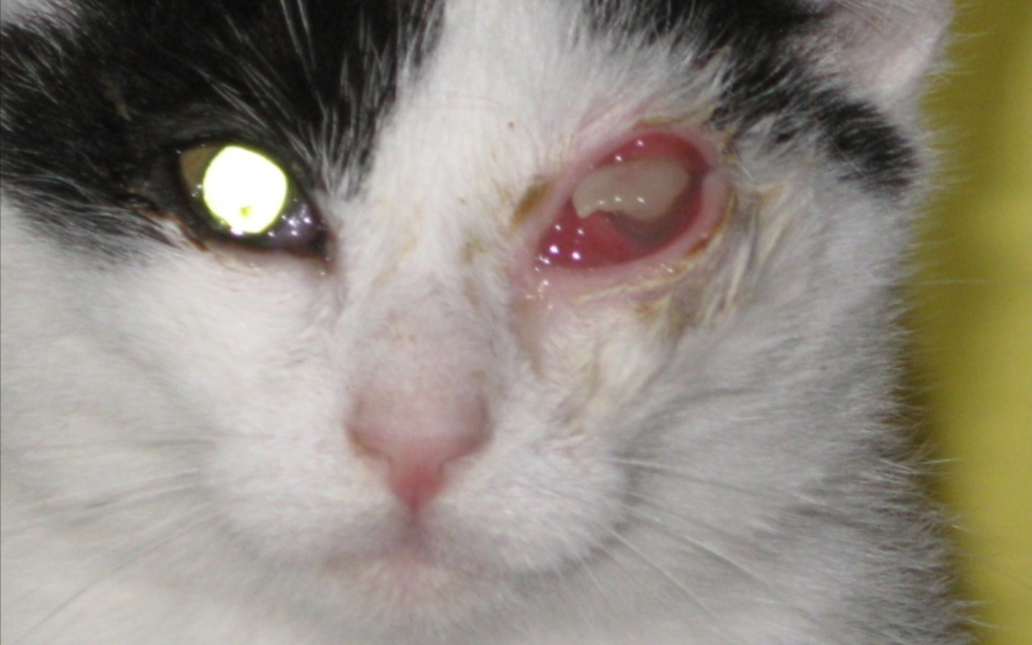 
        Kot z uszkodzoną gałką oczną, patrzący w obiektyw.
    