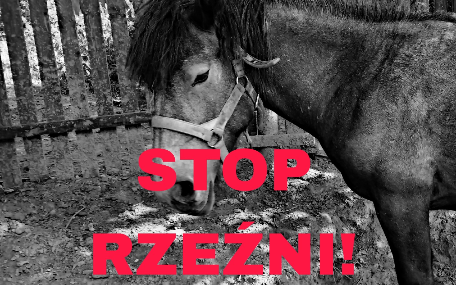 
        Koń z napisem 'STOP RZEŹNI!!' w tle.
    