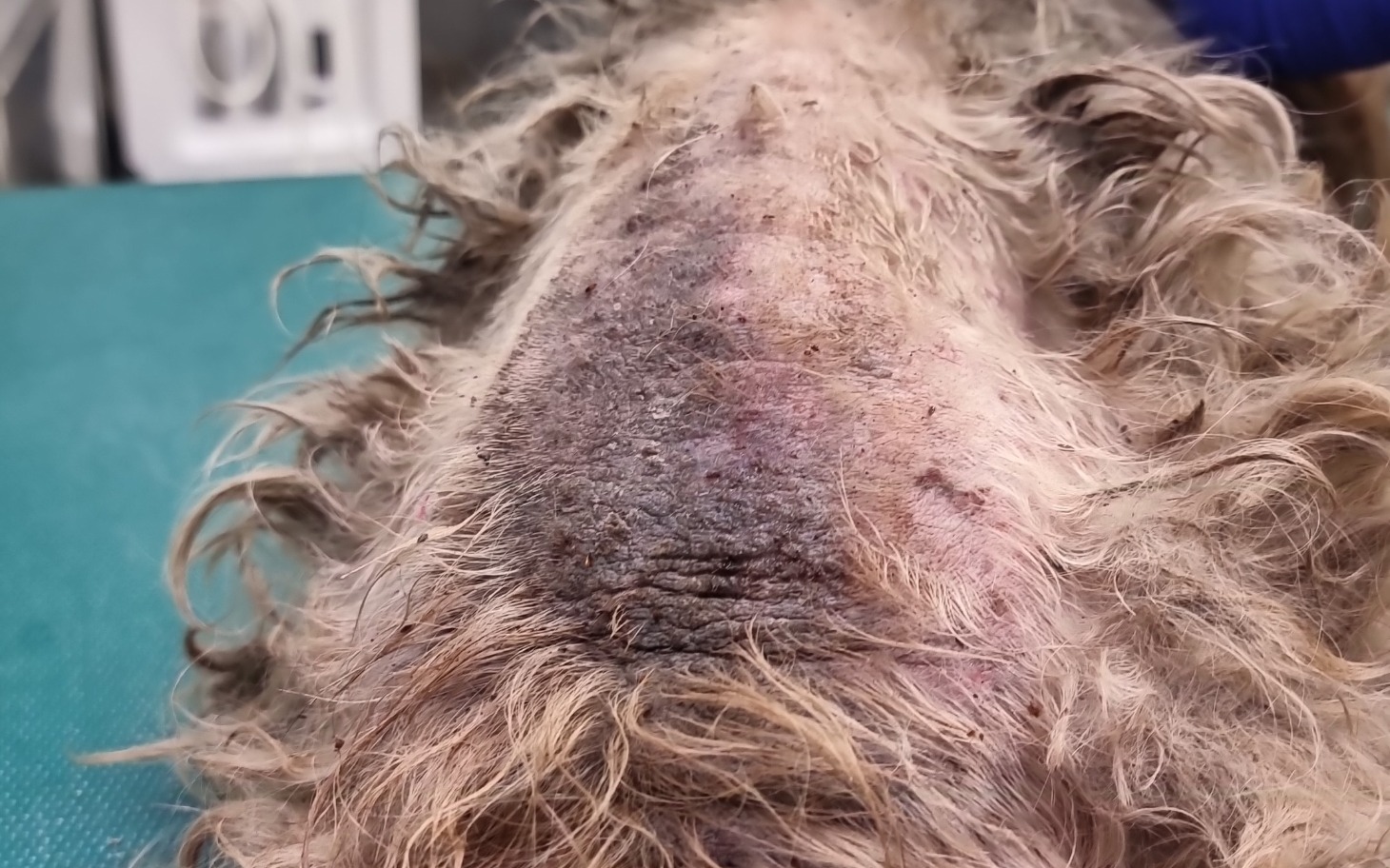 
        Zdjęcie zranionej skóry psa, wymagającego opieki weterynaryjnej.
    