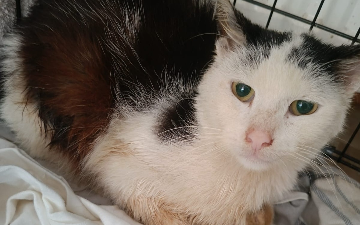 Kot o białym futrze z czarnymi plamami, patrzący w kamerę.