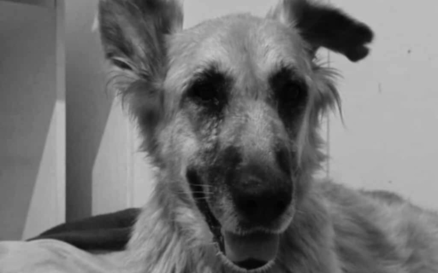 
        Starszy pies z wyrazem radości na twarzy.
    