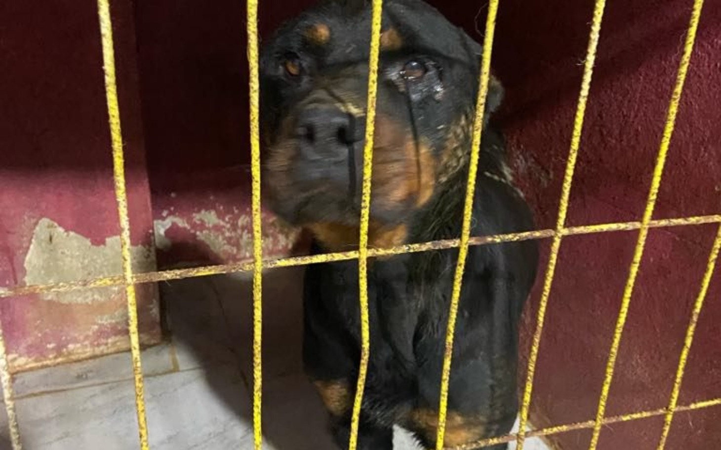 
        Rottweiler siedzi w klatce, wyglądając smutno.
    