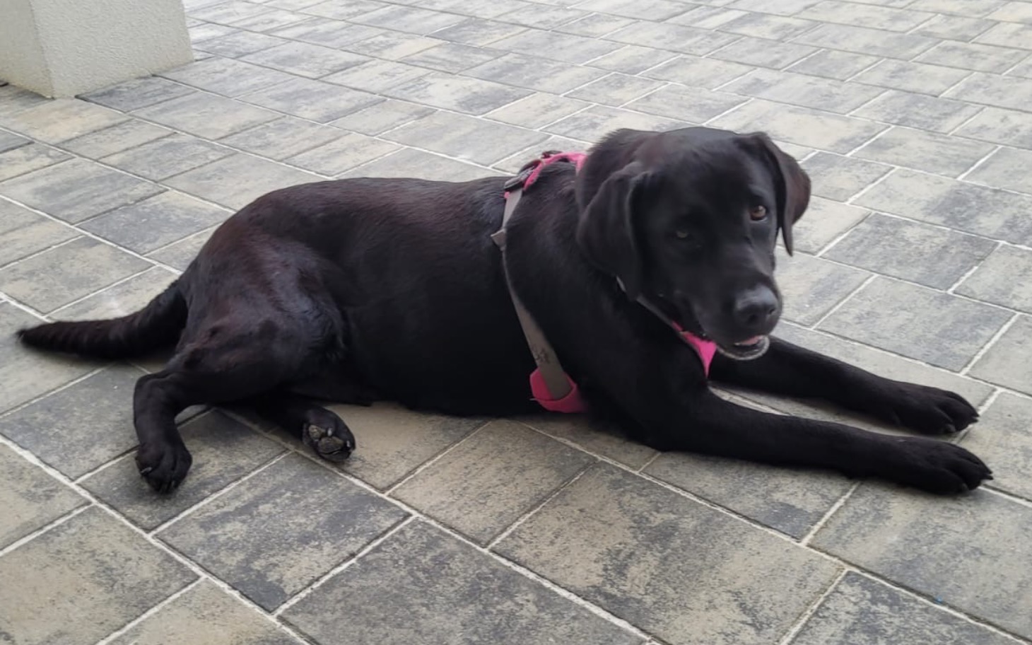 Czarny pies leżący na płytkach, w różowym szelku.