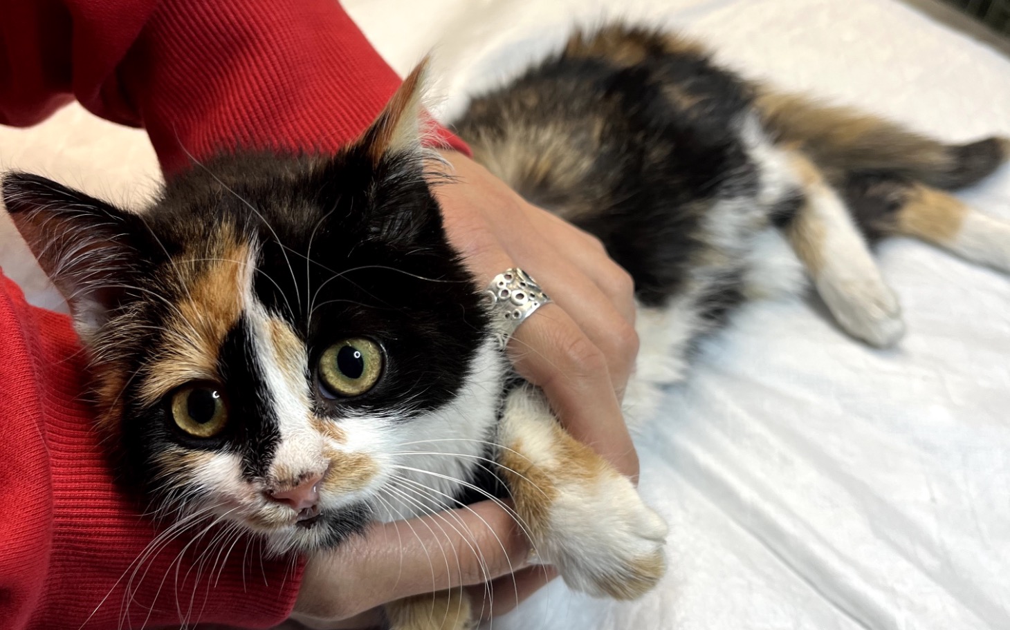 
        Kotek w rękach, z wyrazistymi oczami.
    