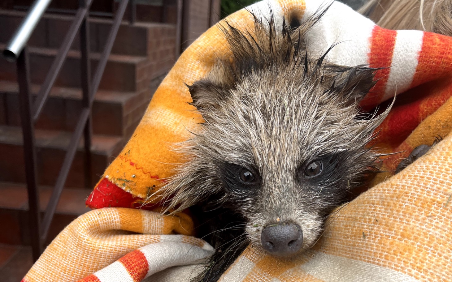 
        Mały, mokry zwierzak owinięty w pomarańczowy koc.
    