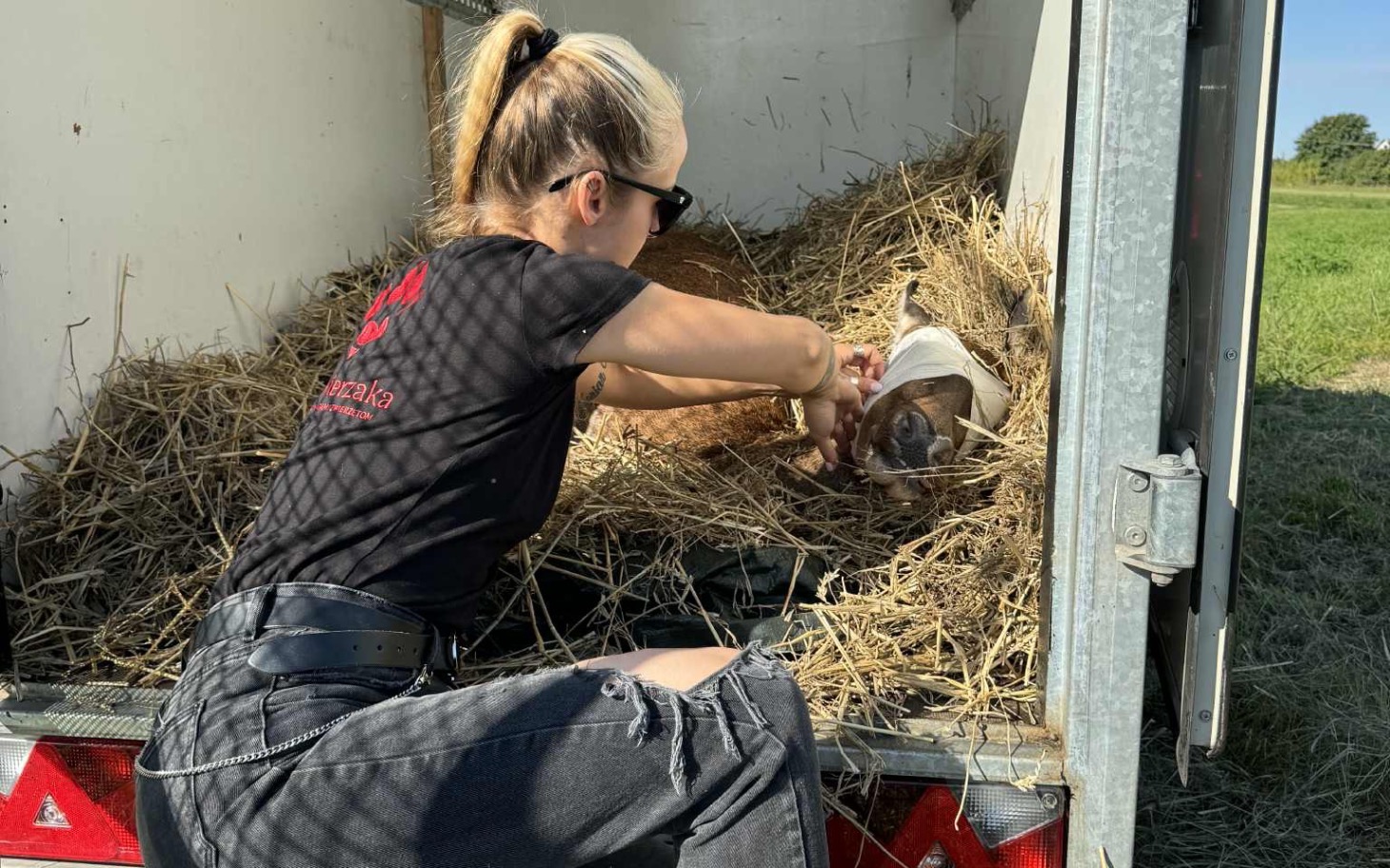 
        Kobieta opiekująca się zwierzęciem w przyczepie.
    