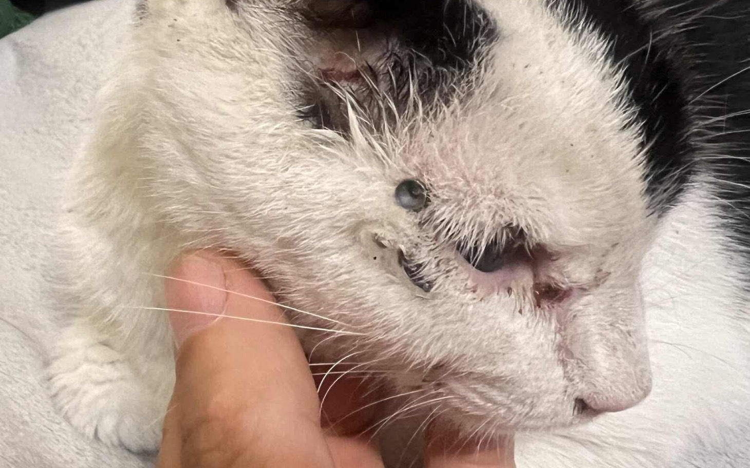 
        Kot z raną na głowie, trzymany przez osobę.
    