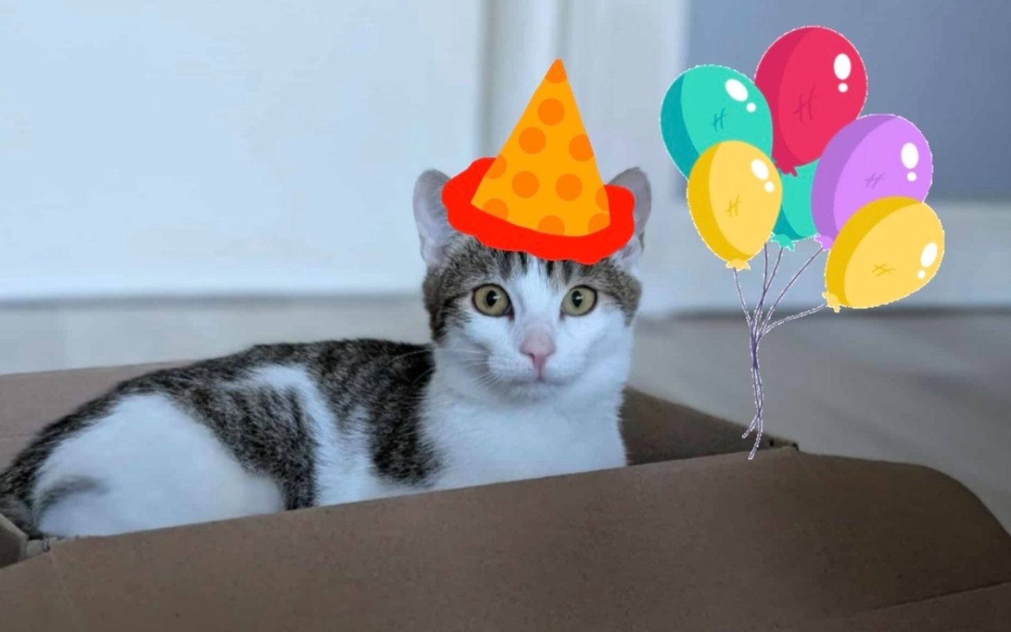 
        Kot w kapeluszu urodzinowym, otoczony balonami.
    
