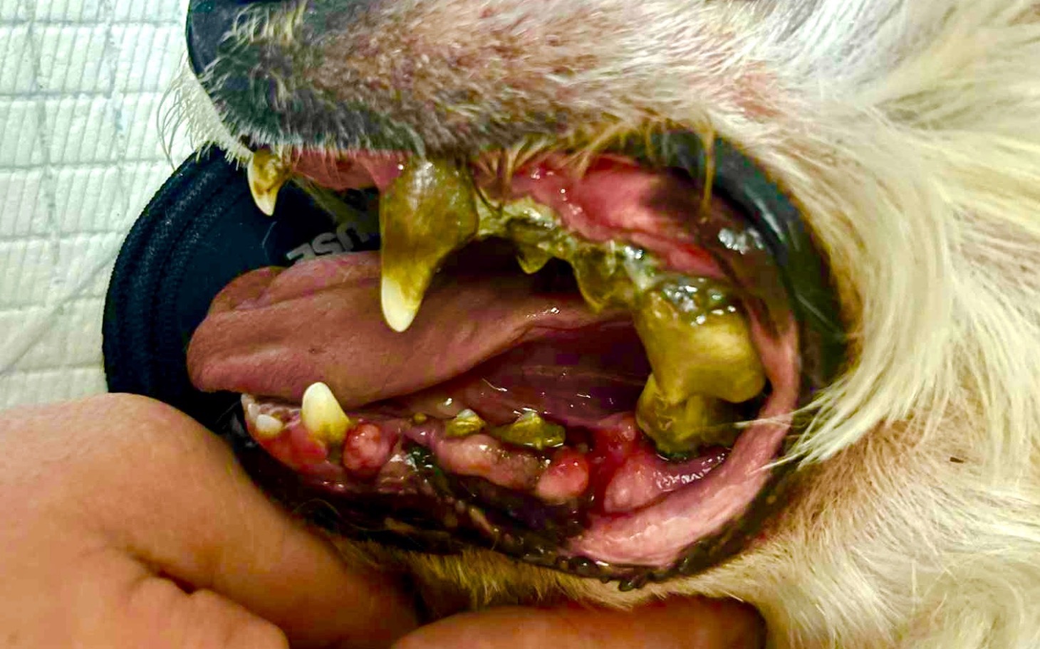
        Zdjęcie psa z problemami zdrowotnymi w jamie ustnej.
    