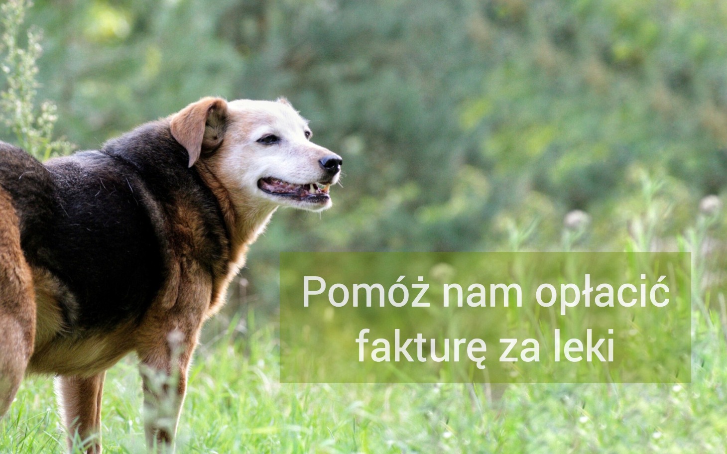 
        Pies na tle zieleni, z napisem o pomocy w opłaceniu leków.
    