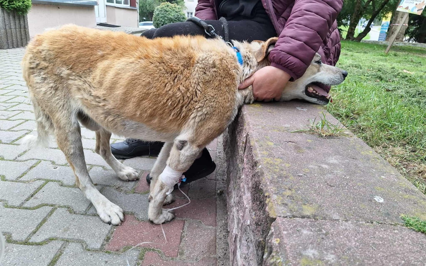
        Pies z opatrunkiem na nodze, przytulany przez osobę.
    