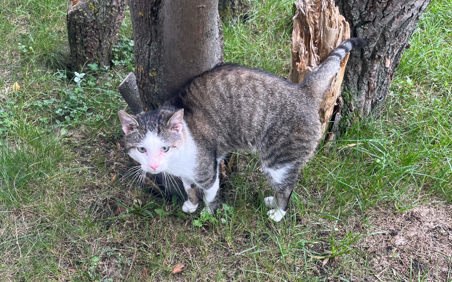 
        Kot w ogrodzie, stojący obok drzewa, z ciekawskim spojrzeniem.
    