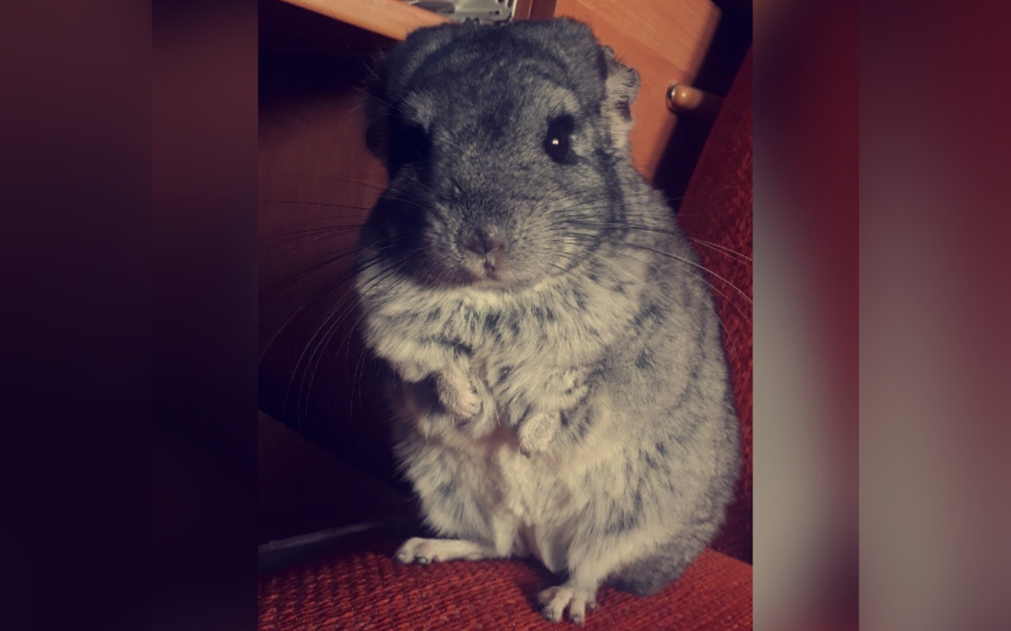 
        Chinchilla stojąca na przednich łapkach, na tle mebli.
    