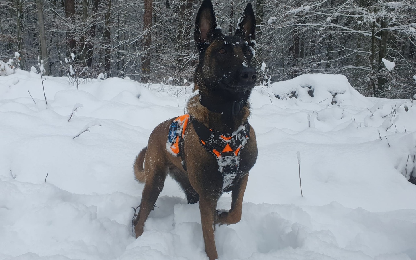
        Pies w zimowym otoczeniu, ubrany w kamizelkę ratunkową.
    