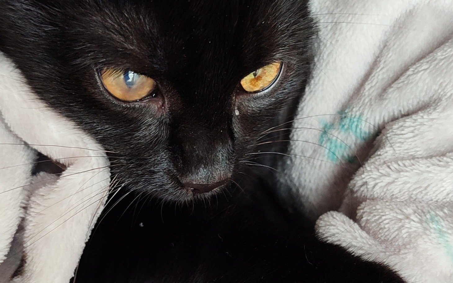 
        Czarny kot z intensywnymi oczami, owinięty w koc.
    