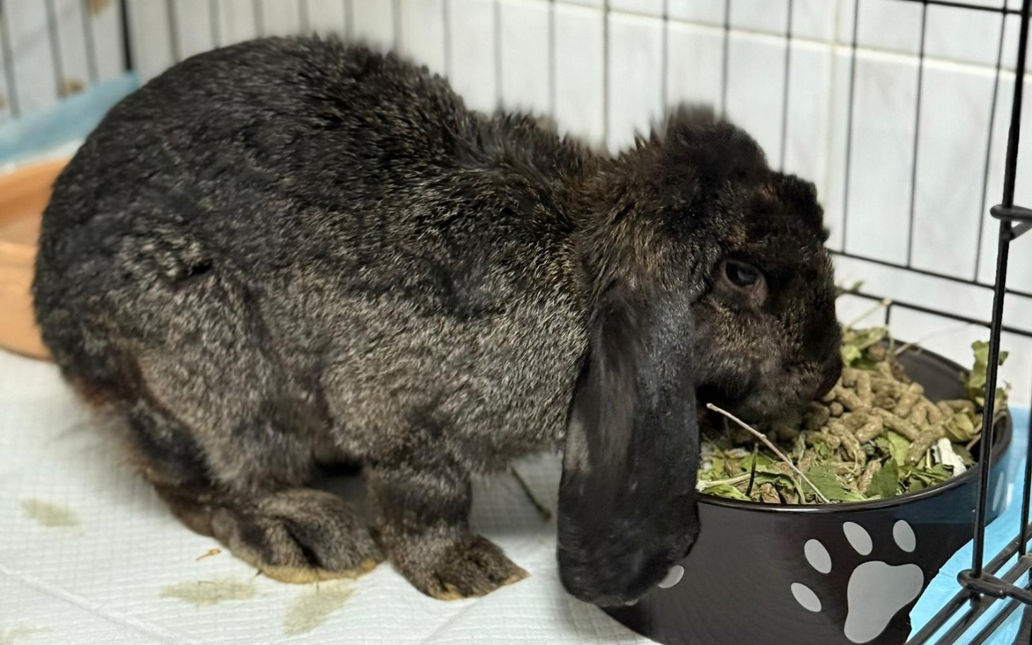 Królika jedzący siano w klatce.