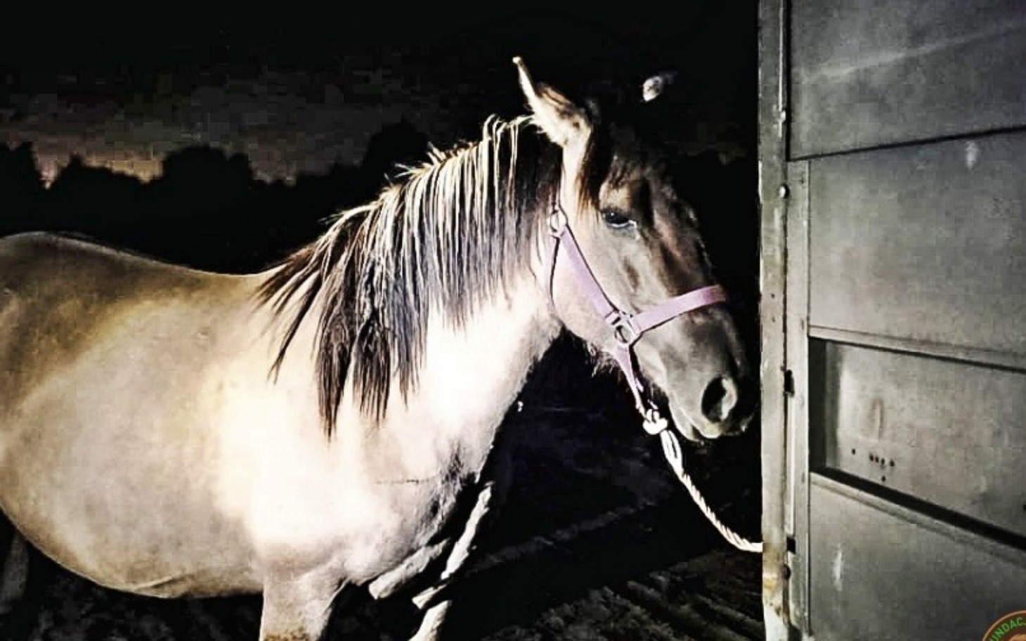 Koń stojący w ciemnym pomieszczeniu.