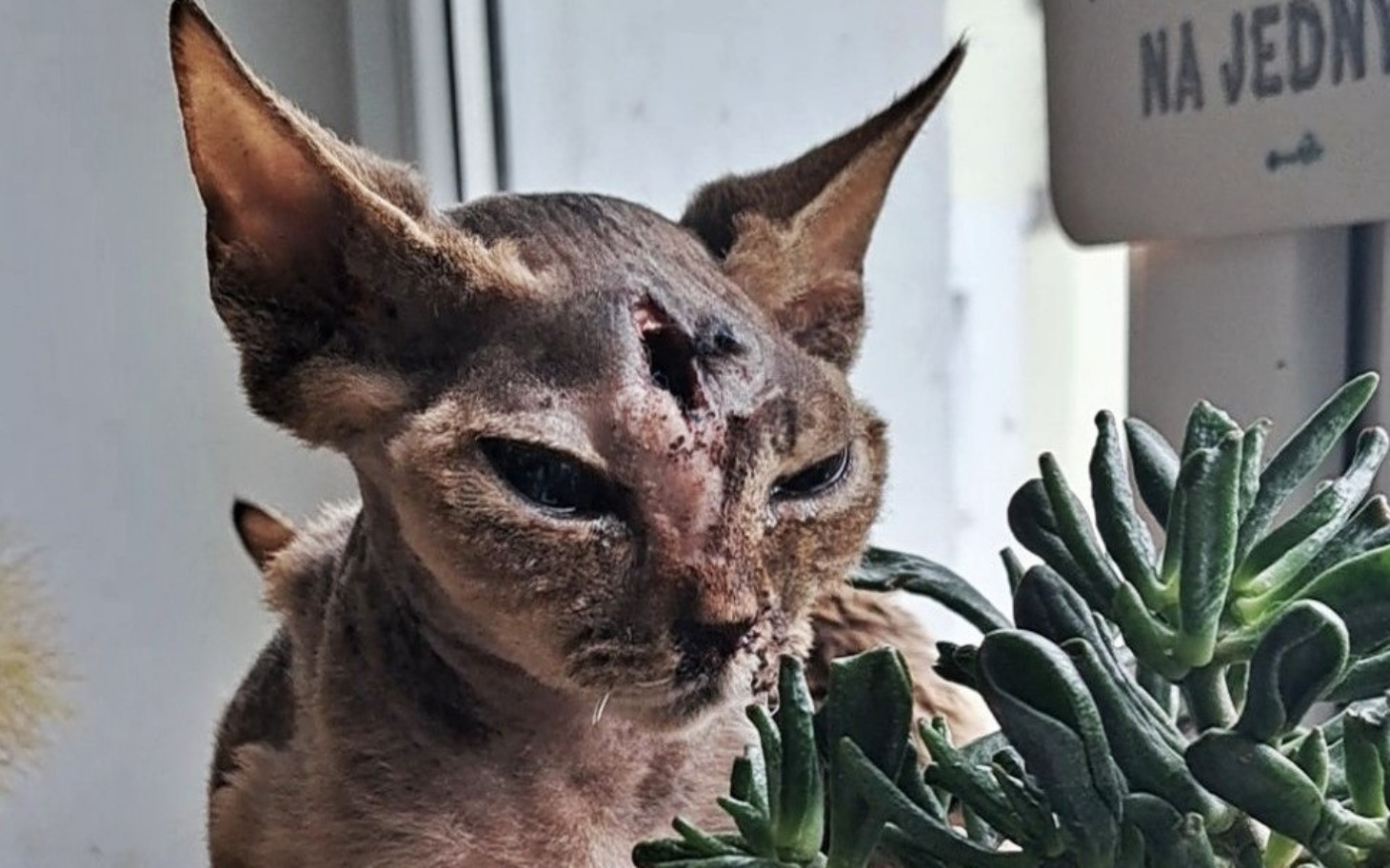 Kot rasy Devon Rex z nietypowym wyglądem.