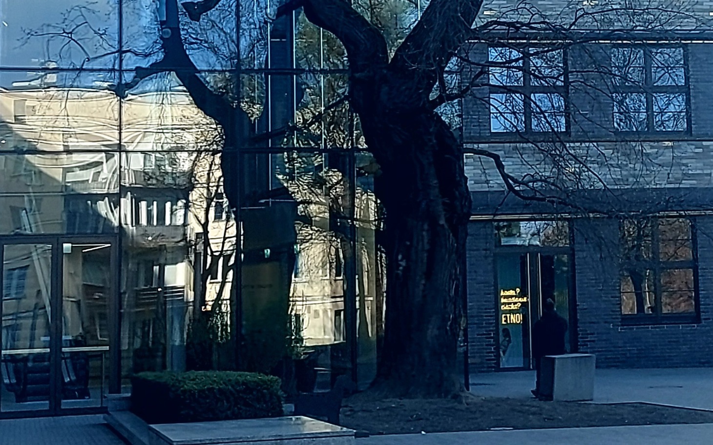 
        Odbicie drzewa w szklanej elewacji budynku.
    
