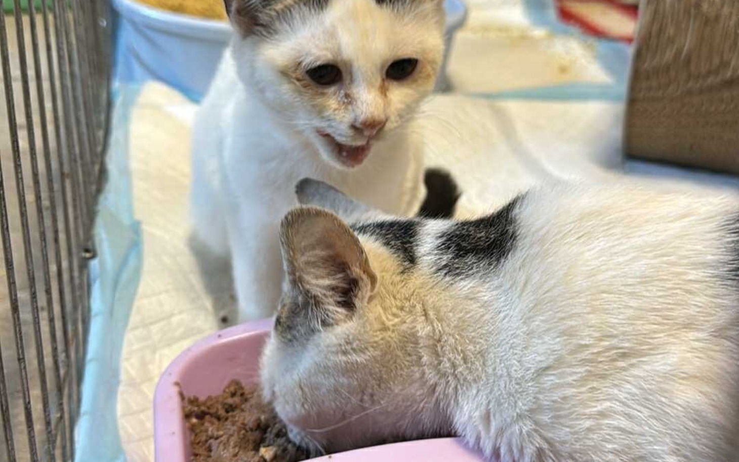 
        Dwa koty jedzące z miski w schronisku.
    