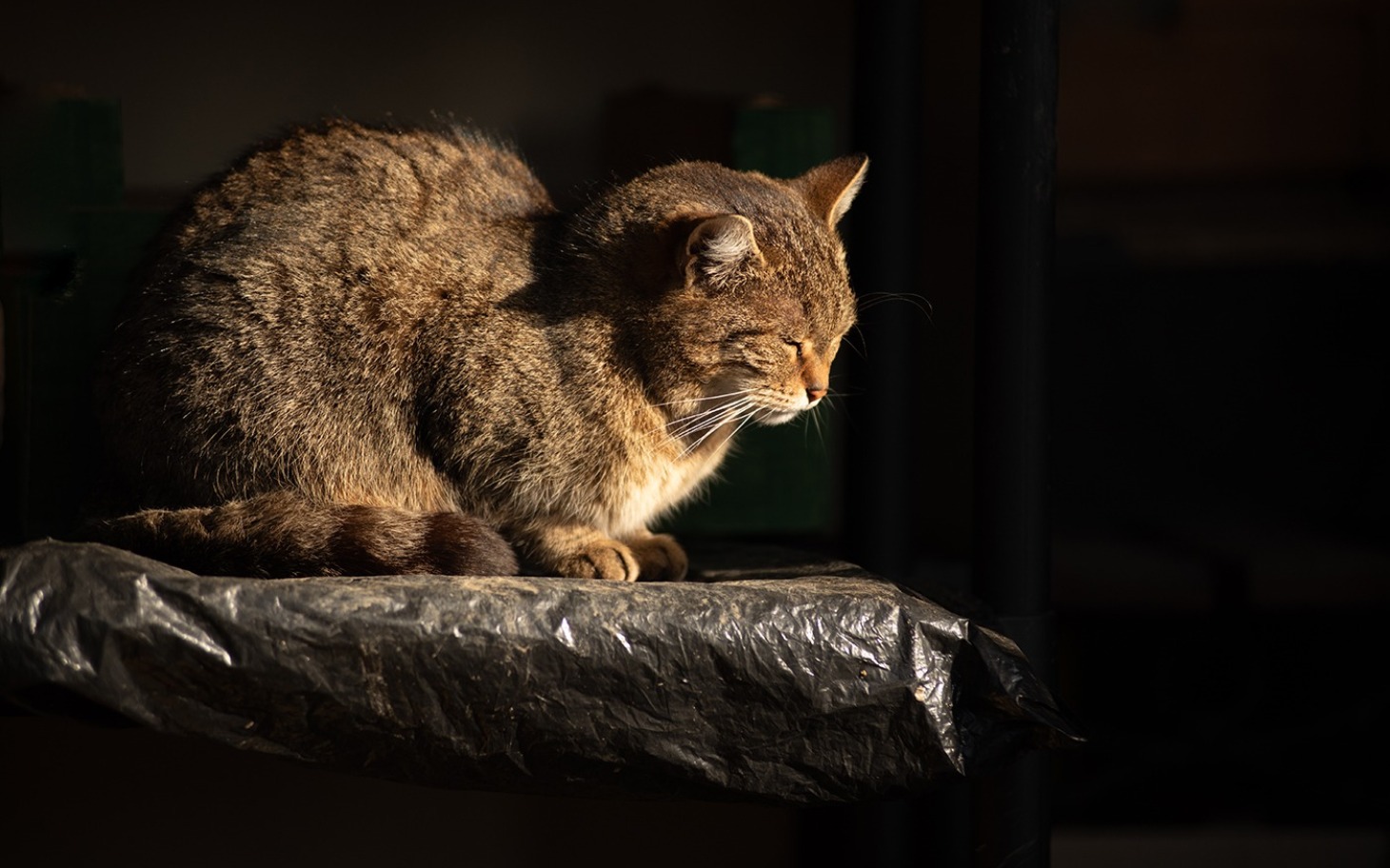 
        Kot siedzący w słońcu, cieszący się chwilą relaksu.
    
