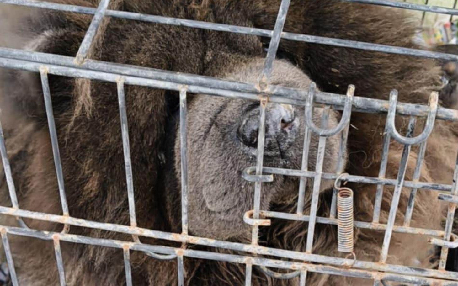 
        Zwierzę w klatce, z widoczną puszystą sierścią.
    