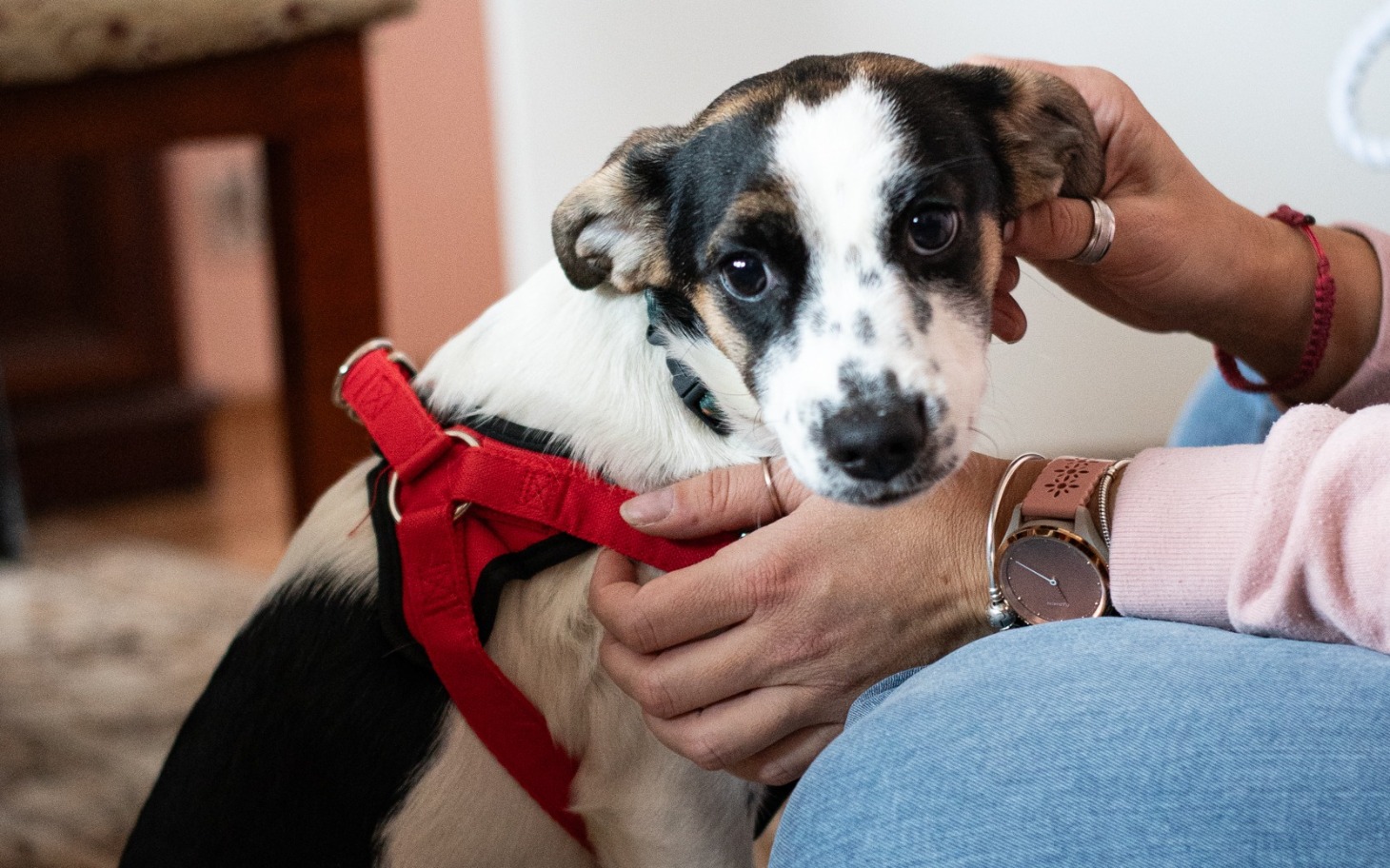 
        Pies w czerwonej uprzęży, siedzący na kolanach właściciela.
    