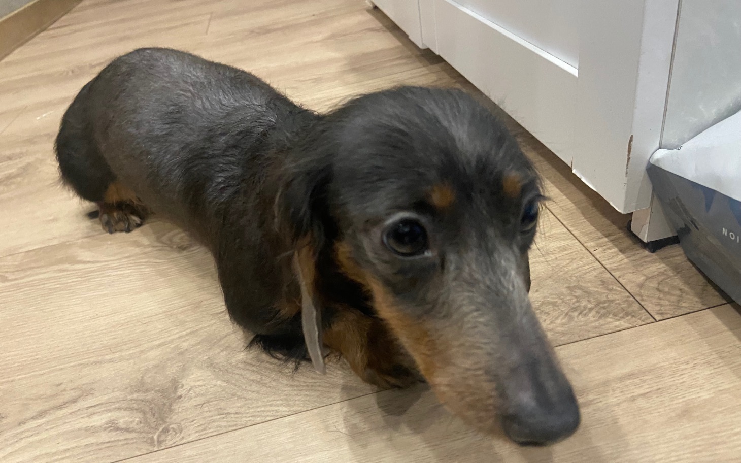 
        Dachshund leżący na podłodze, z ciekawskim spojrzeniem.
    