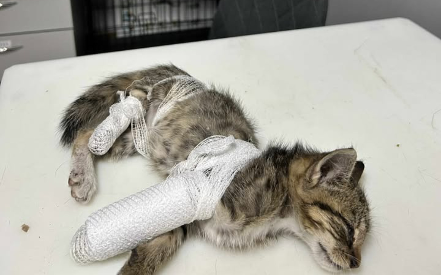 
        Ranny kotek w bandażach, potrzebujący pomocy weterynaryjnej.
    