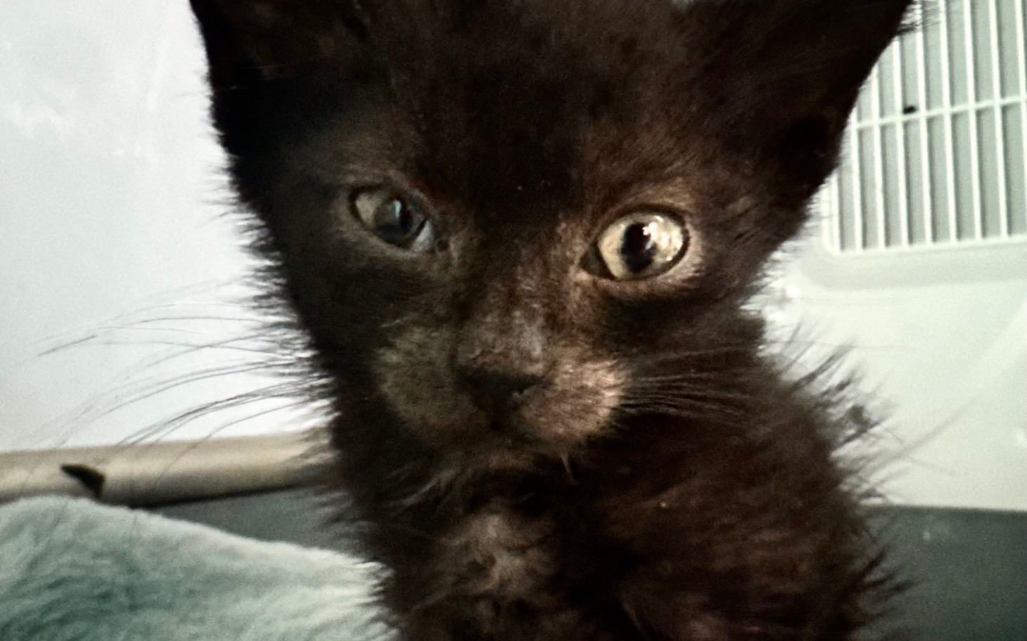 
        Czarny kociak z wyrazistymi oczami, patrzący w obiektyw.
    