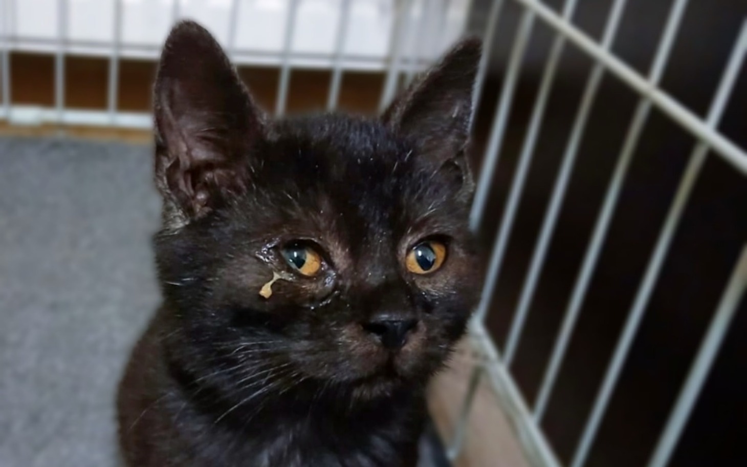 
        Czarny kot z wyrazem smutku, z łzawiącym okiem.
    